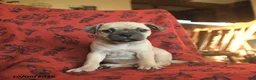 Mixed Breed dogs for sale: Pluto - Ad 1