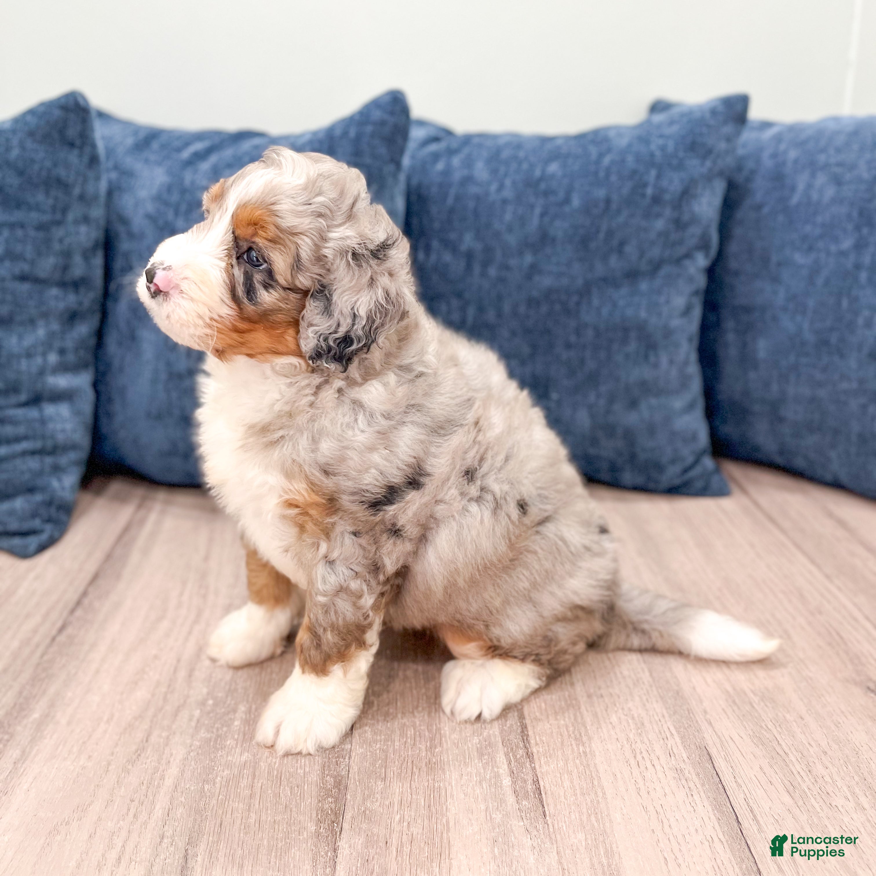 Mini Bernedoodle dogs for sale: Benji - Ad 7