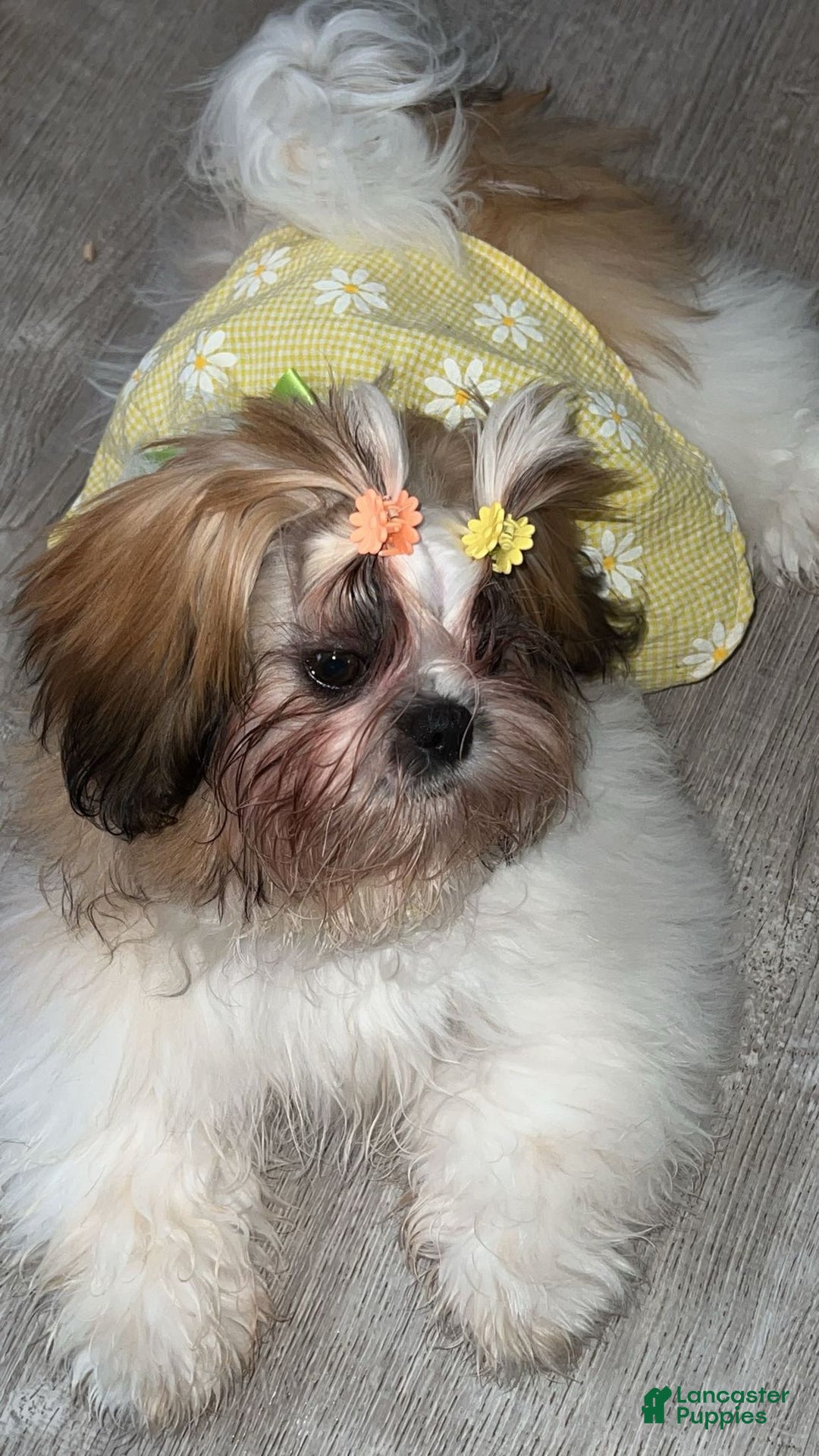 Shih Tzu dogs for sale: Shih Tzu Puppy 2 - Ad 2