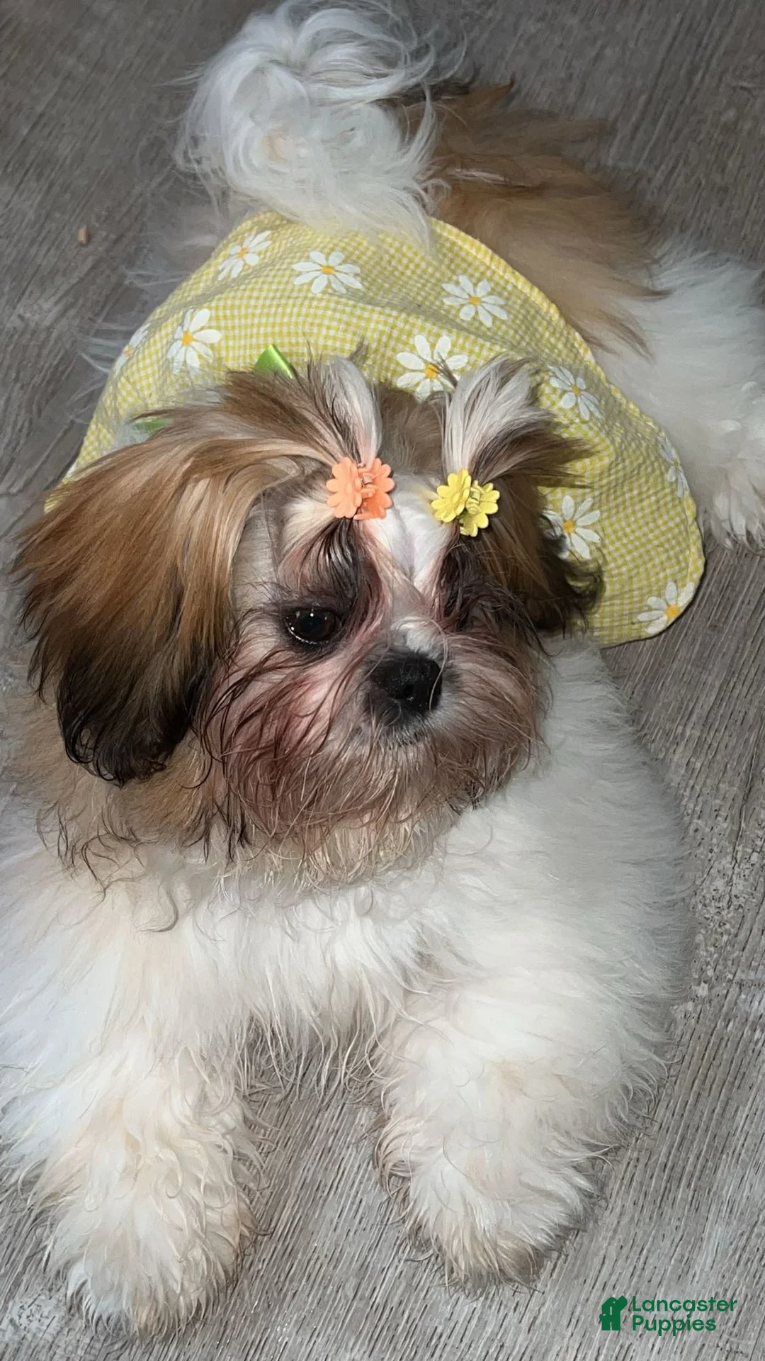 Shih Tzu dogs for sale: Shih Tzu Puppy 5 - Ad 2