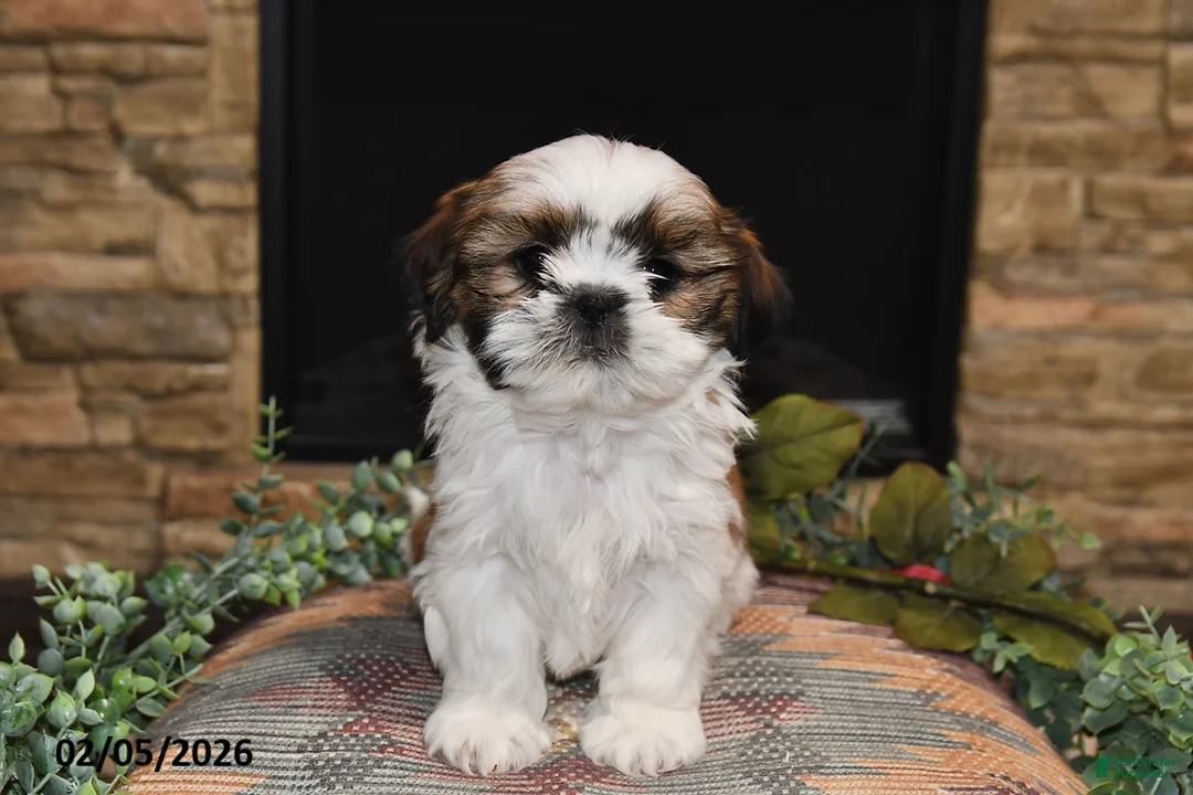 Shih Tzu dogs for sale: Pearl - Ad 4