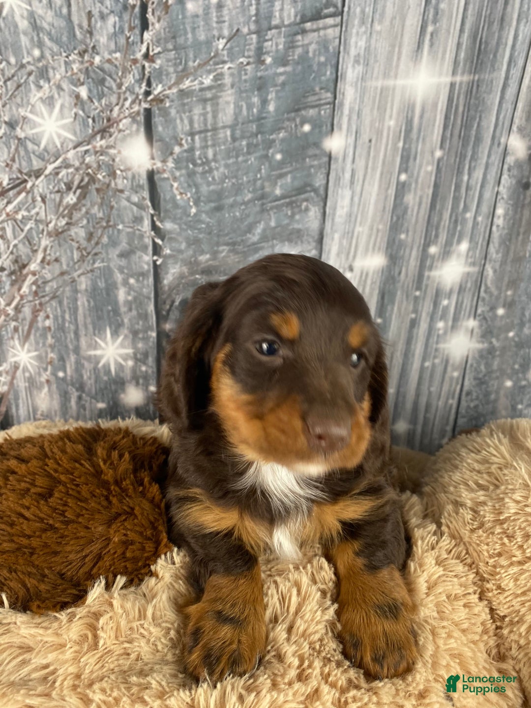 Miniature Dachshund dogs for sale: Kobe - Ad 7
