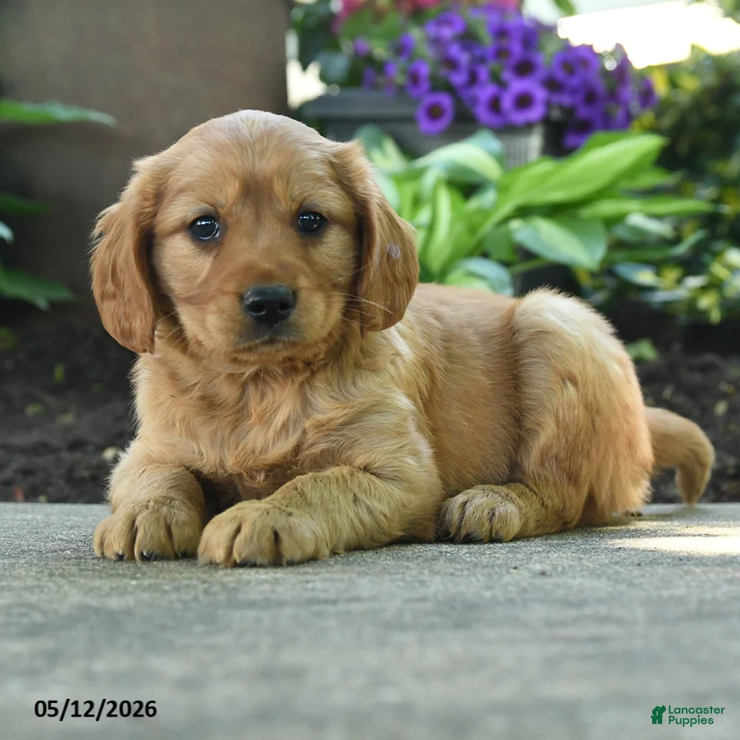 Miniature Golden Retriever dogs for sale: Fido - Ad 2