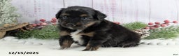 Toy Australian Shepherd dogs for sale: Brittlyn - Ad 3