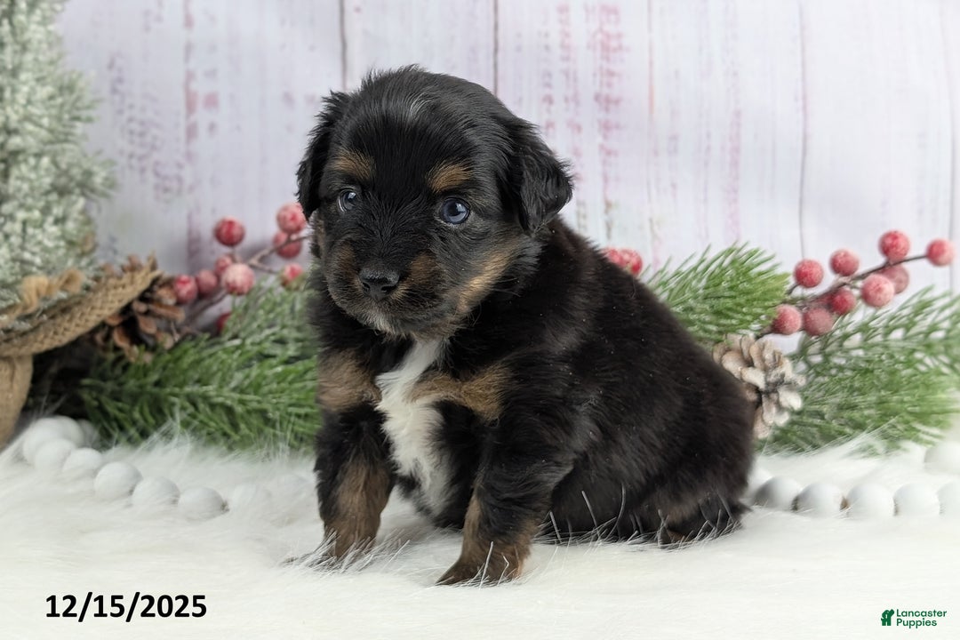 Toy Australian Shepherd dogs for sale: Brittlyn - Ad 3