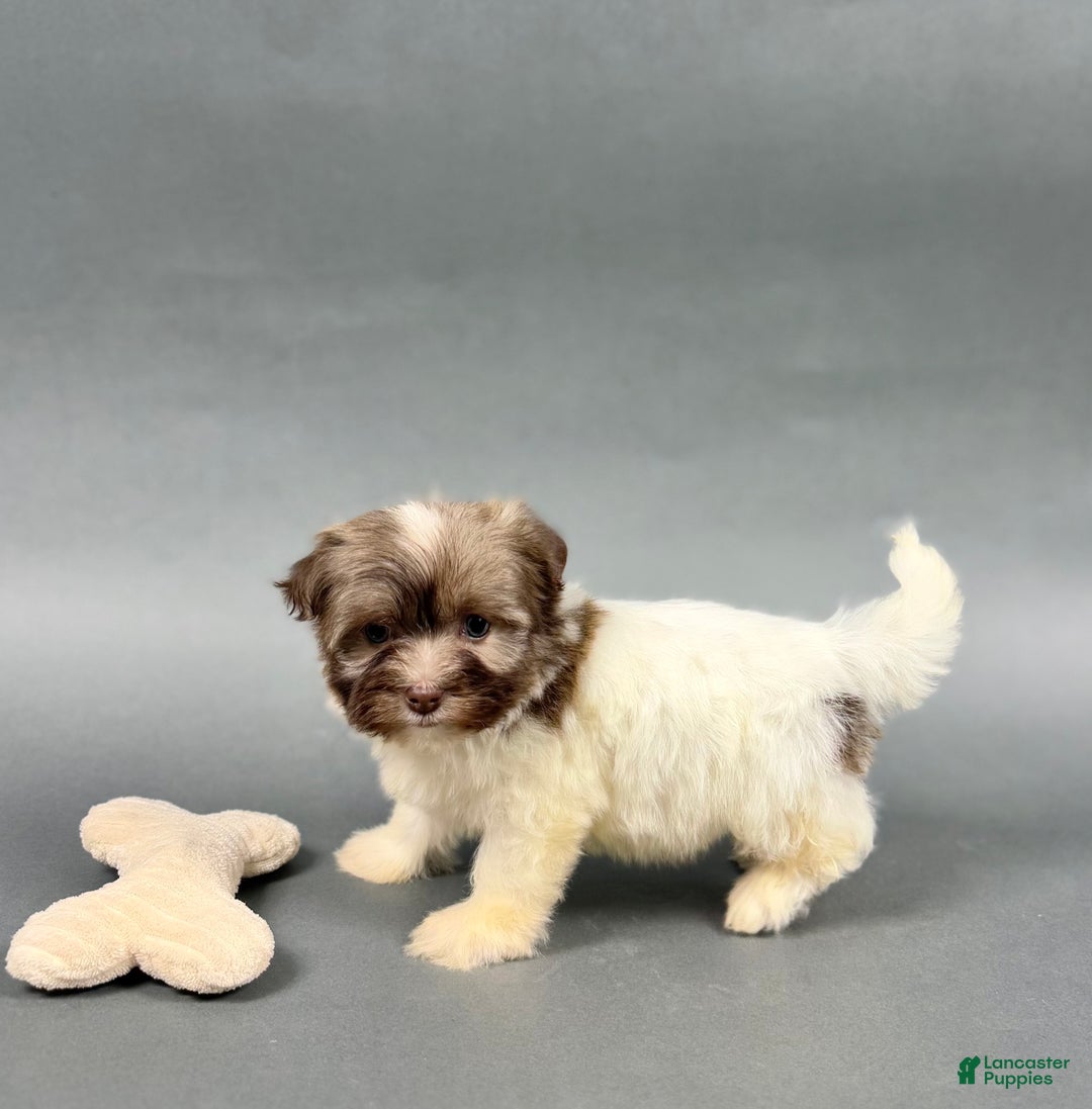 Havanese dogs for sale: TYLER - Ad 2