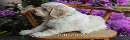 Mixed Breed dogs for sale: Venus - Ad 4