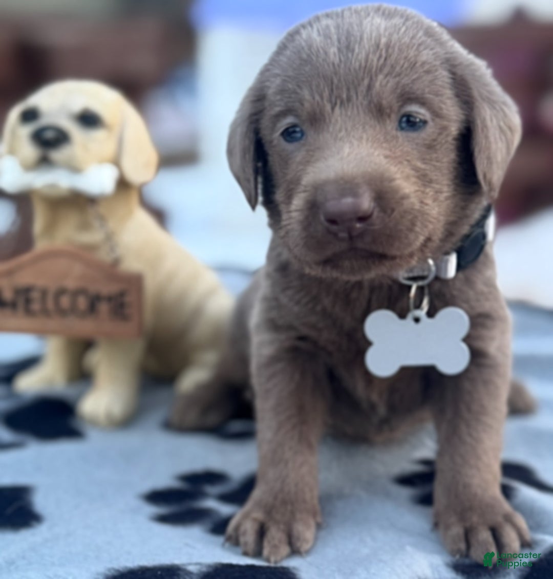 Labrador Retriever dogs for sale: Labrador Retriever Puppy 1 - Ad 5
