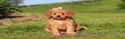 Cavapoo dogs for sale: Elsa - Ad 4