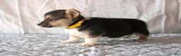 Welsh Corgi Pembroke dogs for sale: Lance - Ad 2
