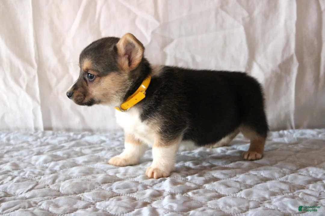Welsh Corgi Pembroke dogs for sale: Lance - Ad 2