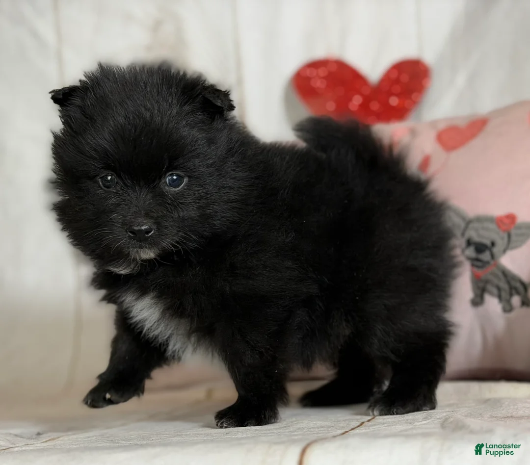 Pomeranian dogs for sale: Teddy - Ad 3