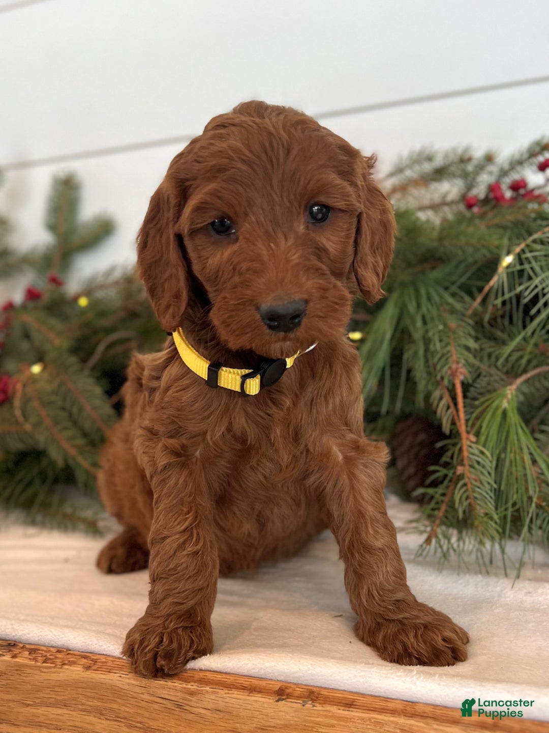 Irish Doodle dogs for sale: Ginger - Ad 9