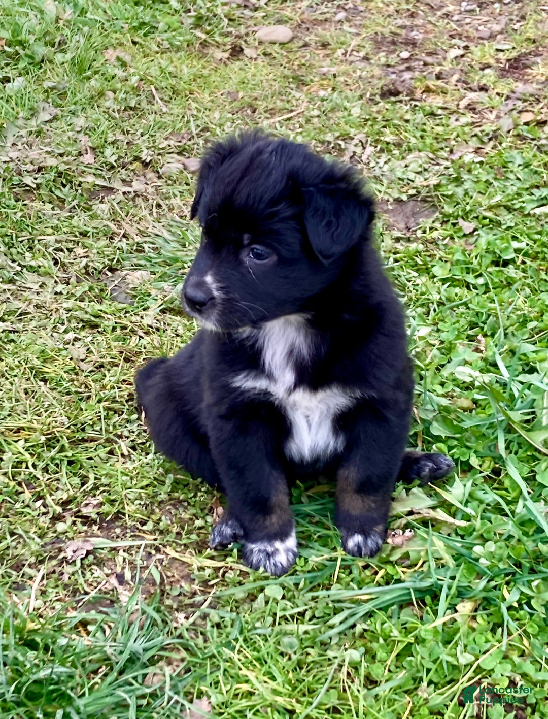 Australian Shepherd dogs for sale: Australian Shepherd Puppy 6 - Ad 2