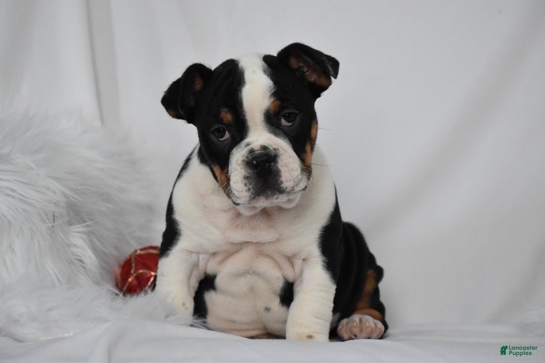 Mixed Breed dogs for sale: Tyson - Ad 1