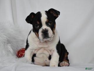 Mixed Breed dogs Tyson - Ad 5