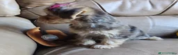 Yorkiepoo dogs for sale: Ms Teapot - Ad 4