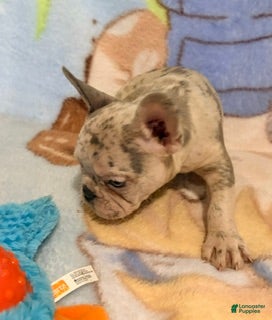 French Bulldog dogs Tally - Ad 2