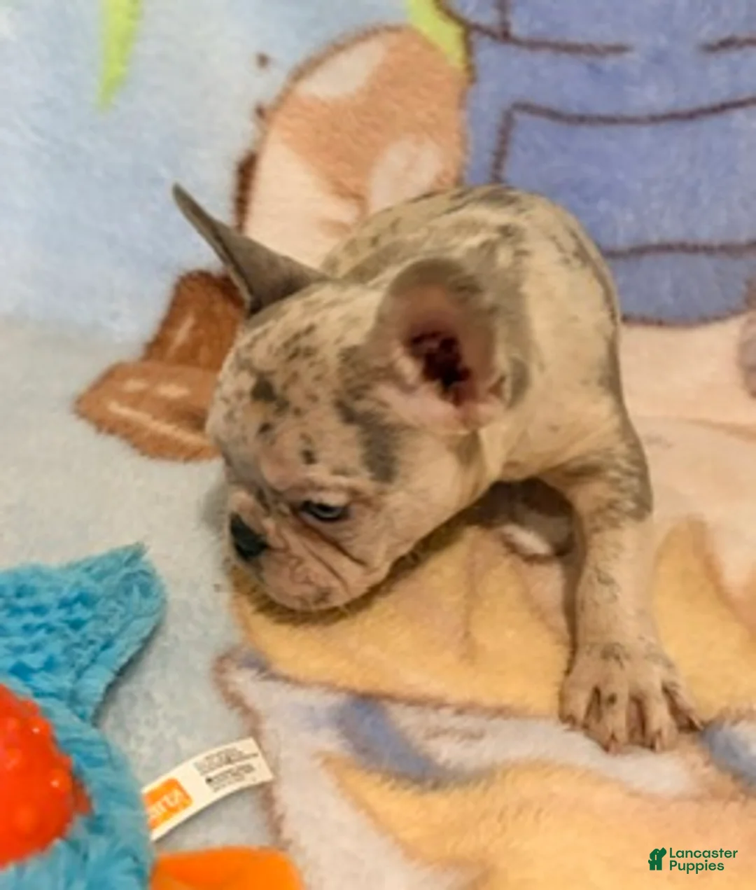 French Bulldog dogs for sale: Tally - Ad 2