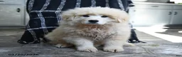 Maremma Sheepdog dogs for sale: Rocket - Ad 3