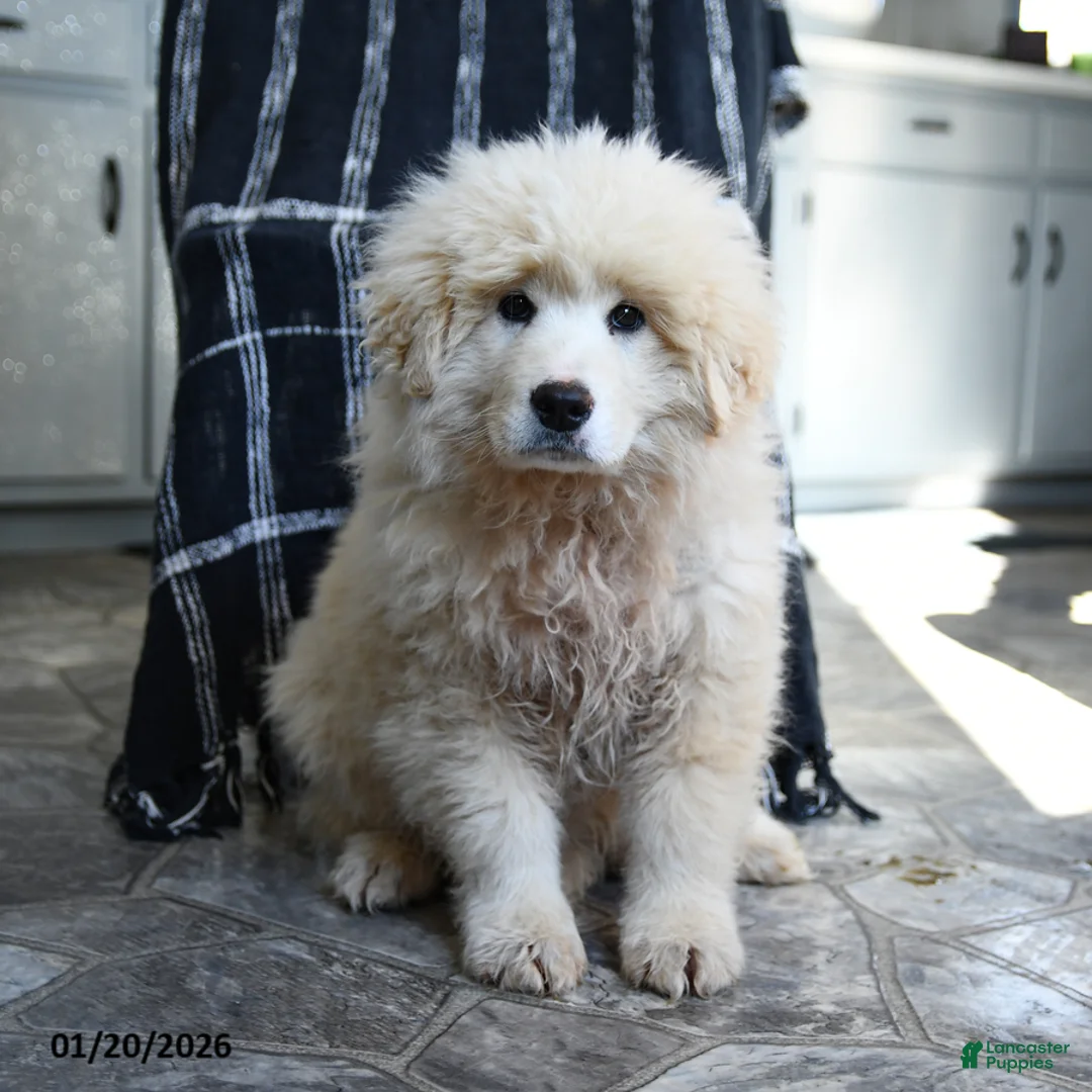 Maremma Sheepdog dogs for sale: Rocket - Ad 3