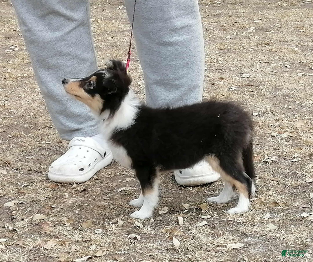 Shetland Sheepdog dogs for sale: Millie - Ad 5