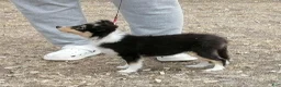 Shetland Sheepdog dogs for sale: Millie - Ad 5