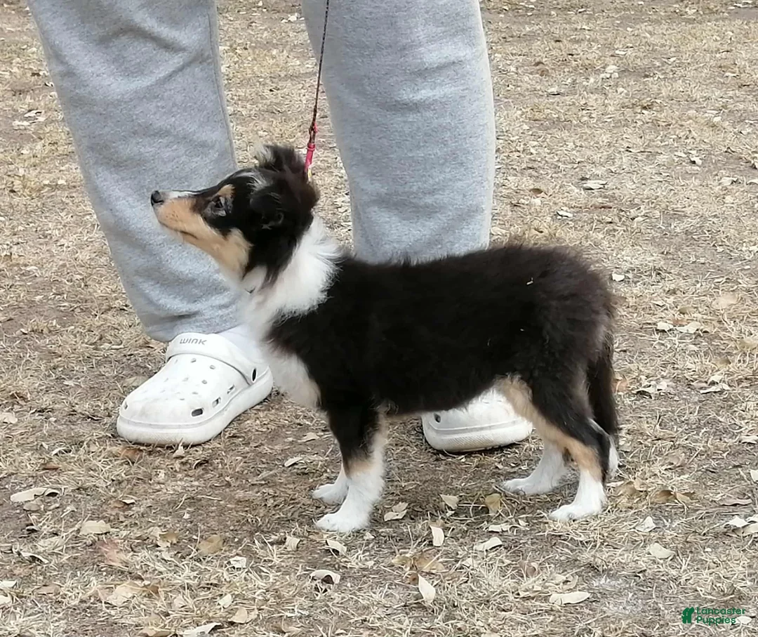 Shetland Sheepdog dogs for sale: Millie - Ad 5