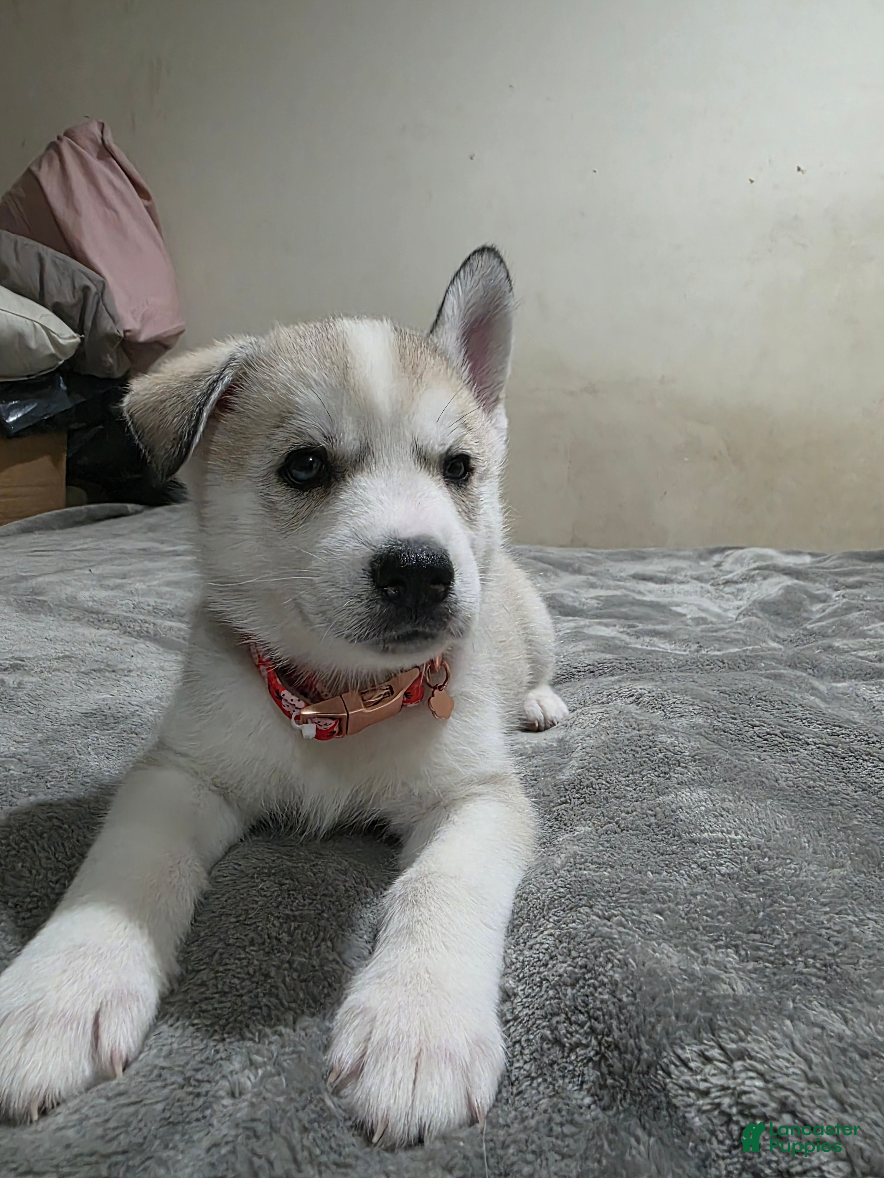 Siberian Husky dogs Siberian Husky Puppy 1 - Ad 24