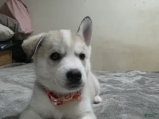 Siberian Husky dogs Siberian Husky Puppy 1 - Ad 24