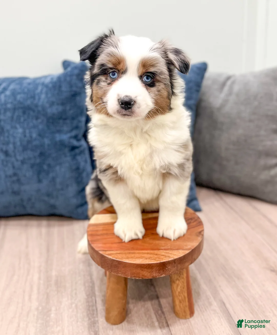 Miniature Australian Shepherd dogs for sale: Bingo - Ad 2