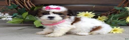 Teddy Bear dogs for sale: Daisy - Ad 4