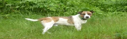Jack Russell Terrier dogs for sale: Snickers - Ad 3