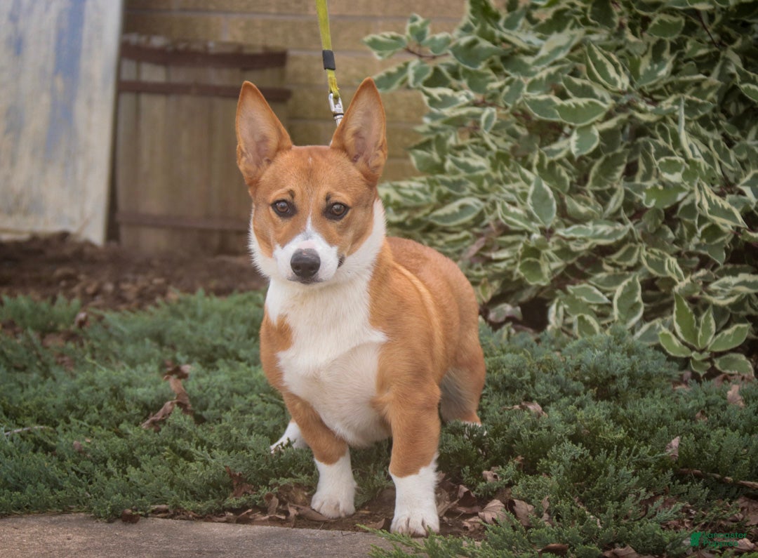 Welsh Corgi Pembroke dogs Rover Corgi Puppy  - Ad 2