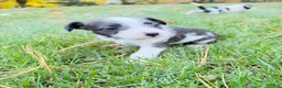 Mixed Breed dogs for sale: Mixed Breed 3 - Ad 4