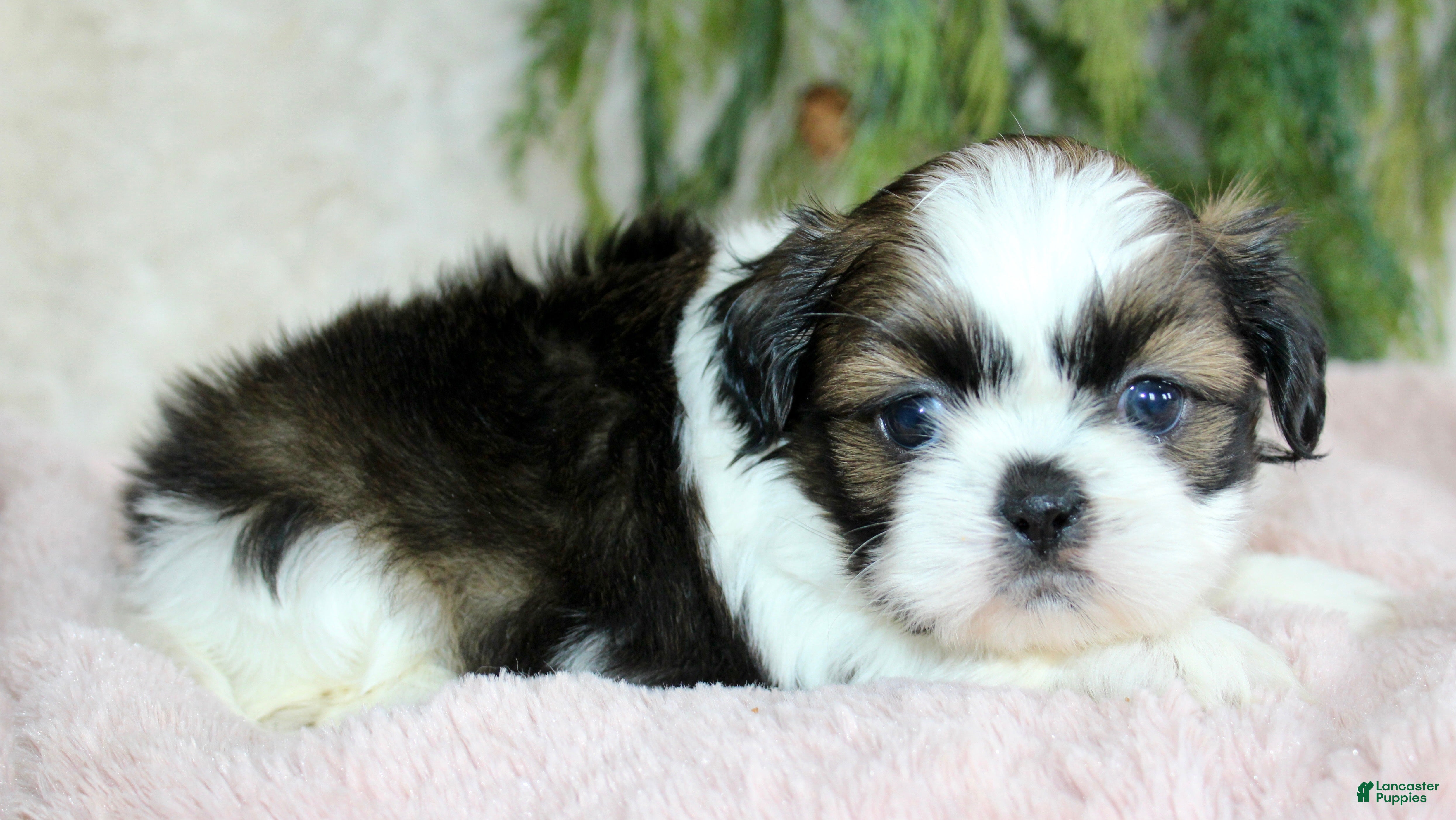 Shih Tzu dogs Shih Tzu Puppy 5 - Ad 2