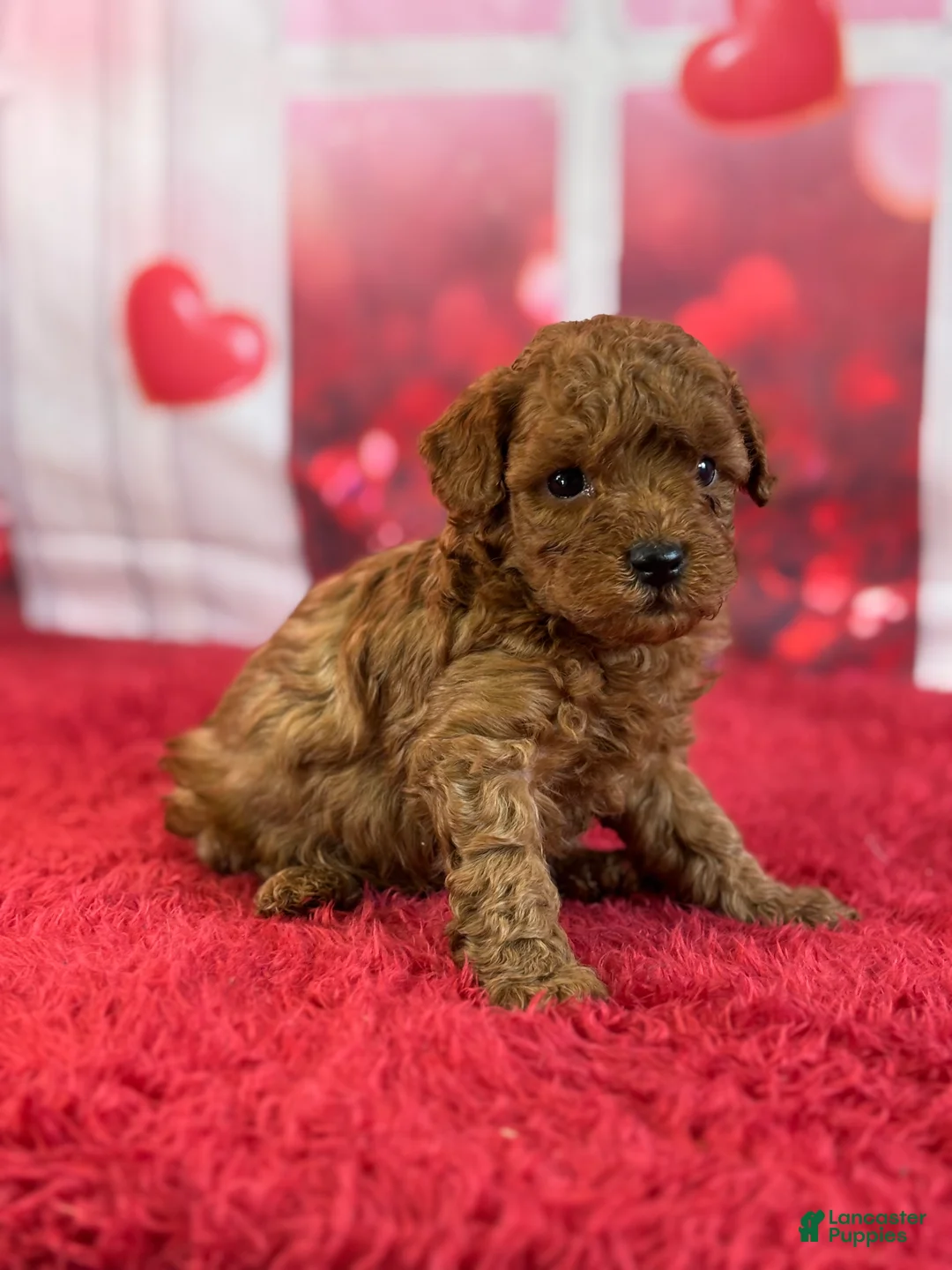 Miniature Poodle dogs for sale: Harley - Ad 5