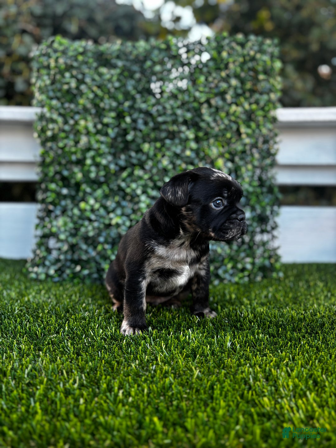 French Bulldog dogs for sale: Cloudy - Ad 2