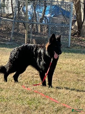 German Shepherd dogs Lloyd - Ad 2
