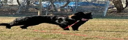 German Shepherd dogs for stud: Lloyd - Ad 2