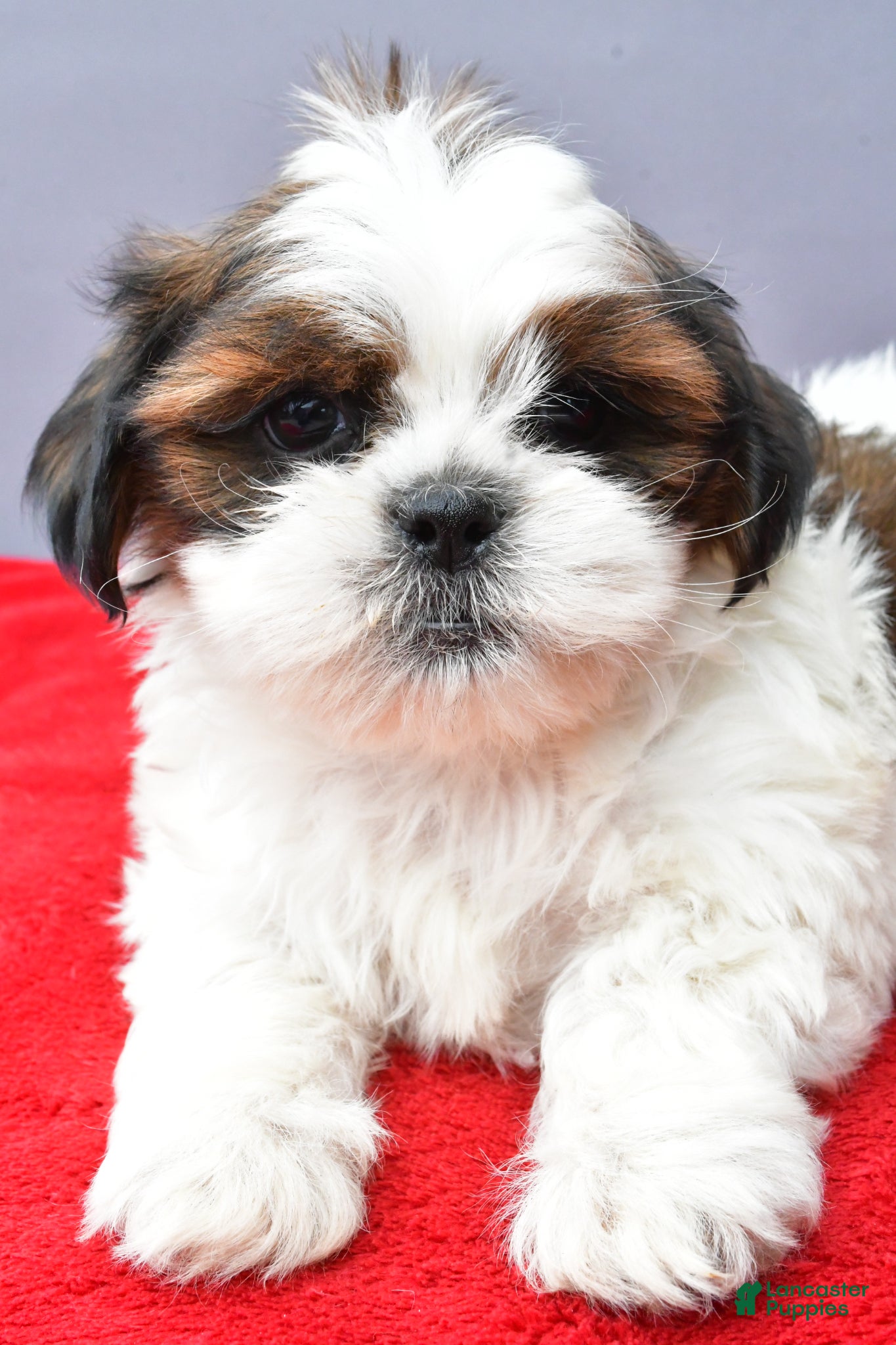 Shih Tzu dogs Sandy - Ad 2