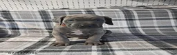 Cane Corso dogs for sale: Duke - Ad 6