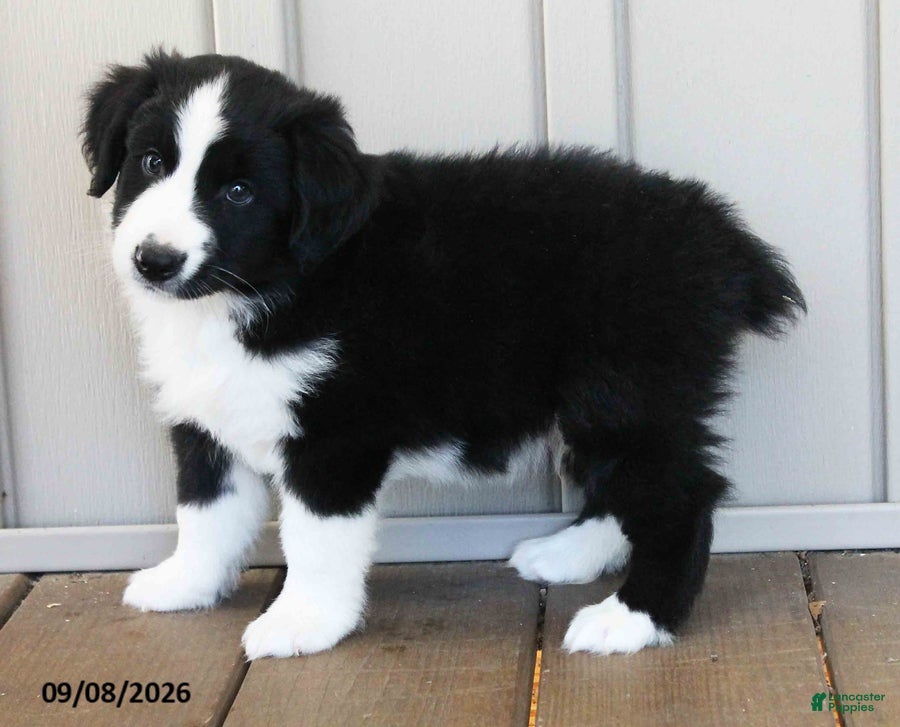 Australian Shepherd dogs Brayden - Ad 1