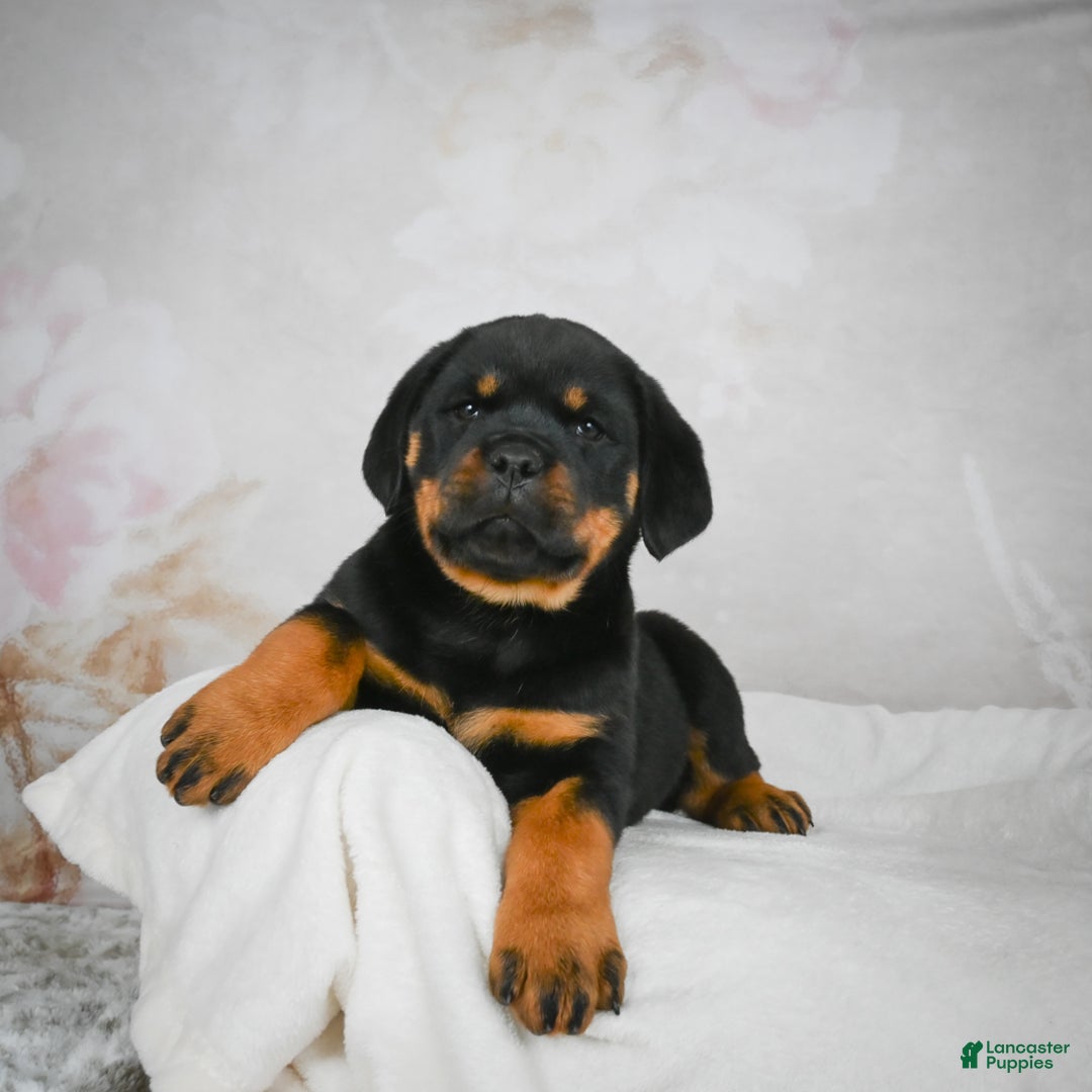 Rottweiler dogs for sale: Kara - Ad 6