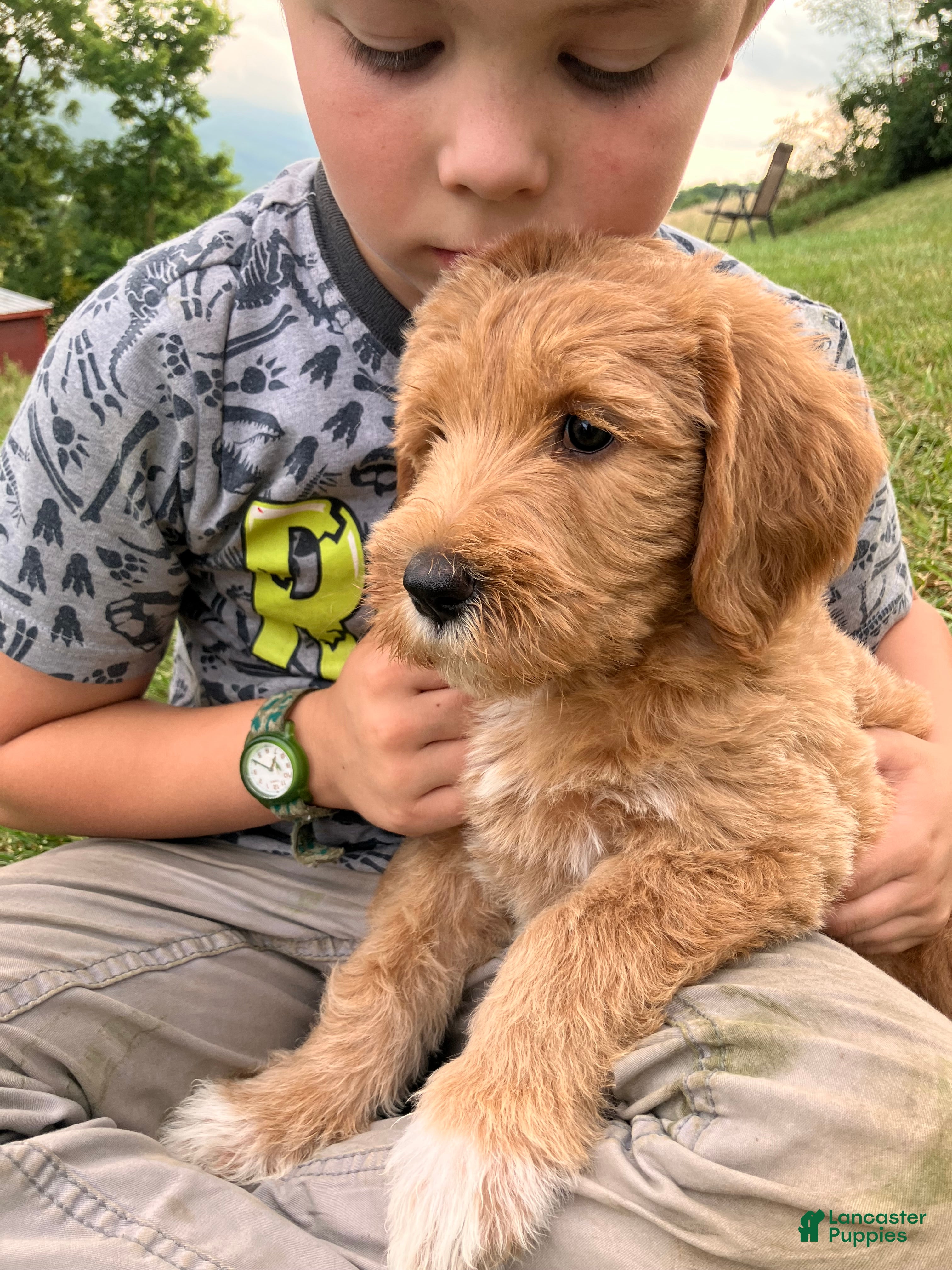 Labradoodle dogs Fresca - Ad 2