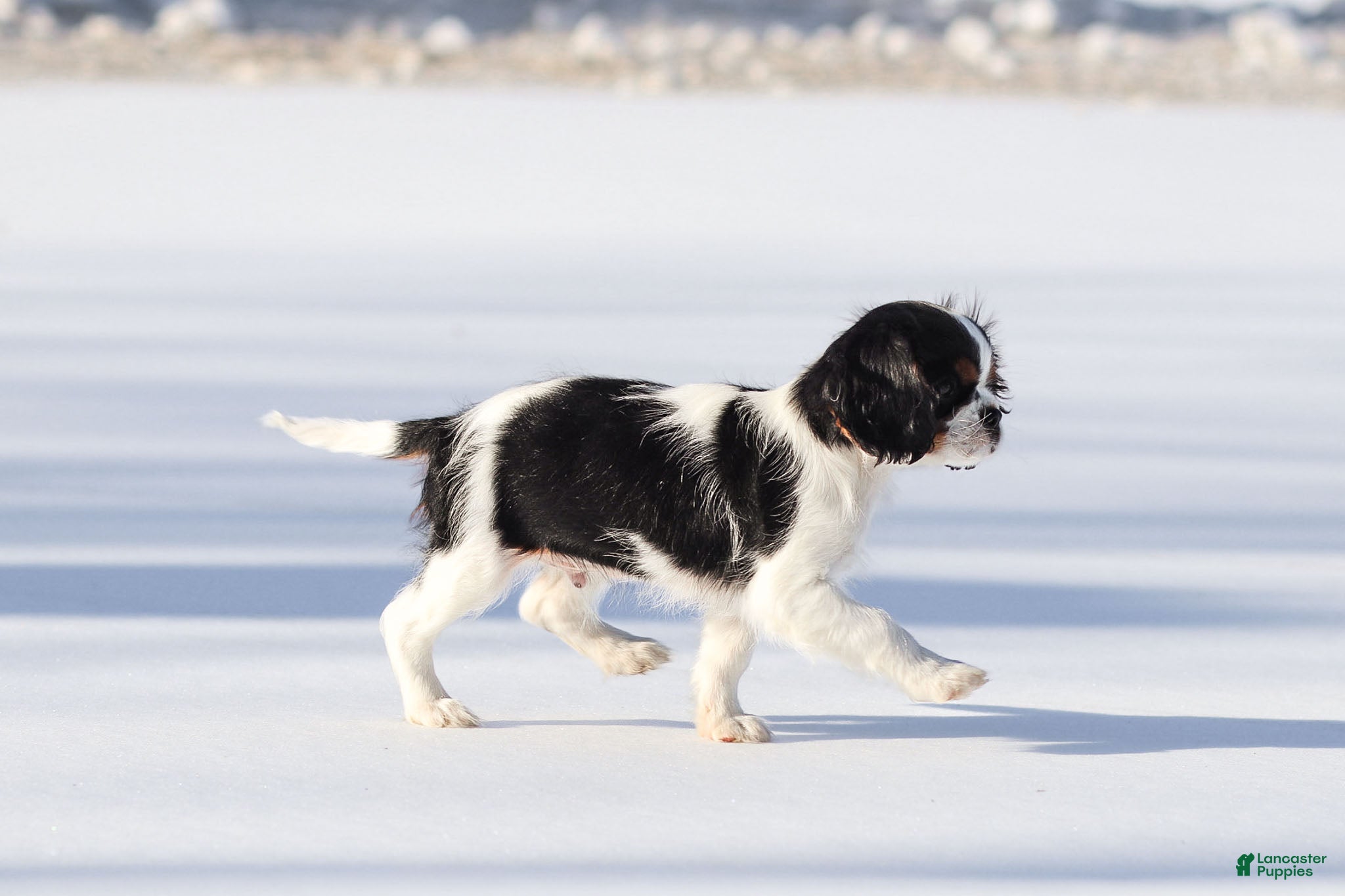 Cavalier King Charles Spaniel dogs Azriel - Ad 2