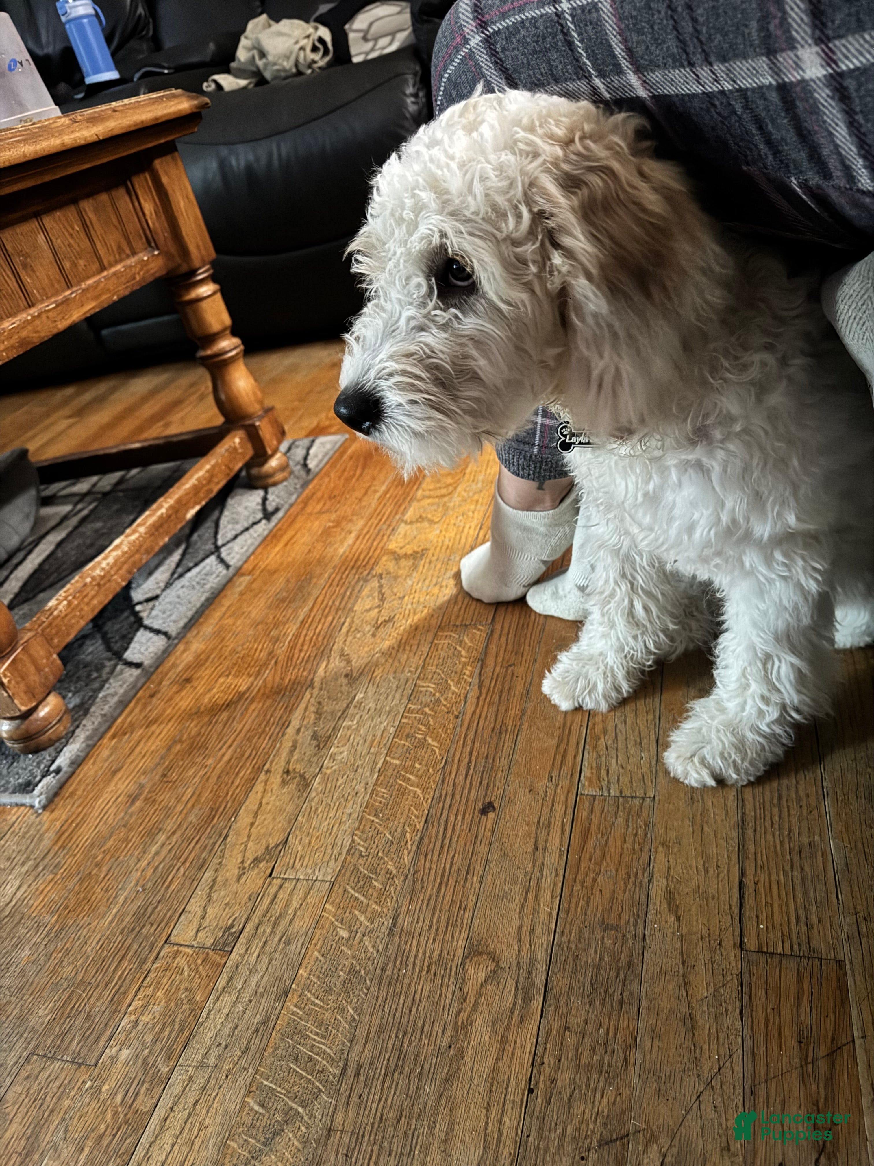 Mixed Breed dogs Mixed Breed 1 - Ad 9