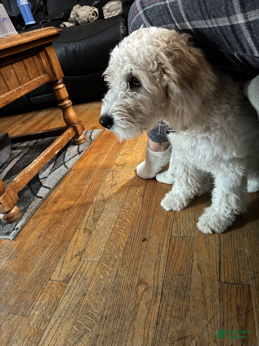 Mixed Breed dogs for sale: Mixed Breed 1 - Ad 1