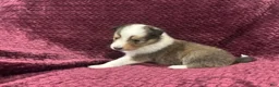 Shetland Sheepdog dogs for sale: Dalia - Ad 6