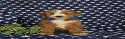 Mini Goldendoodle dogs for sale: Denver 15 lbs Full grown Hypoallergenic - Ad 3